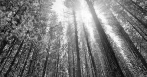 Photo of Sunlight in the Trees