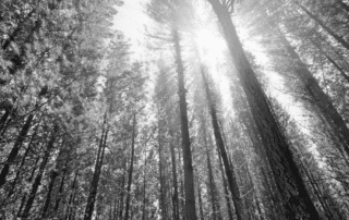 Photo of Sunlight in the Trees