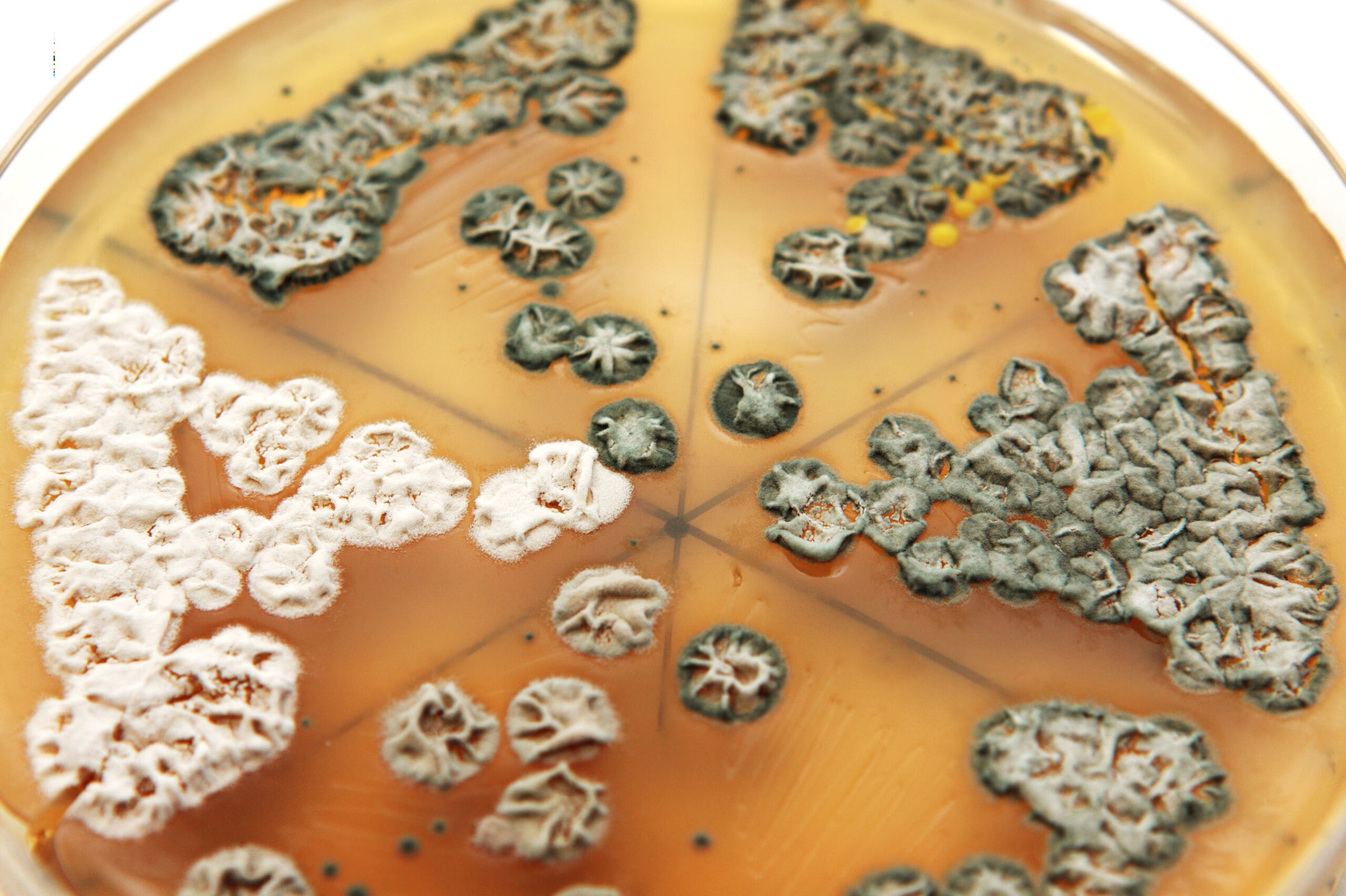 fungi on agar Petri dish with Fungi