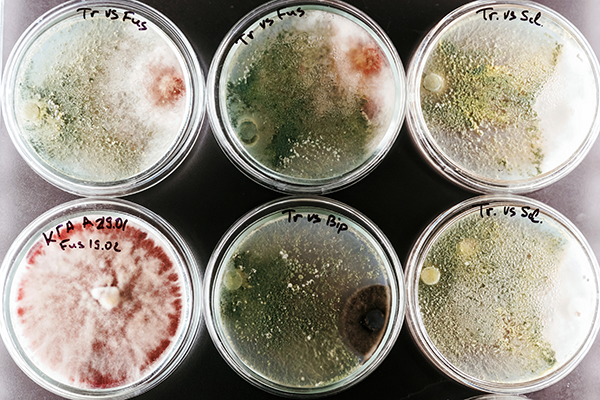 Petri Dishes of Microbial Growth