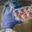Gloved hand holding a multi-well culture plate in a laboratory biosafety cabinet